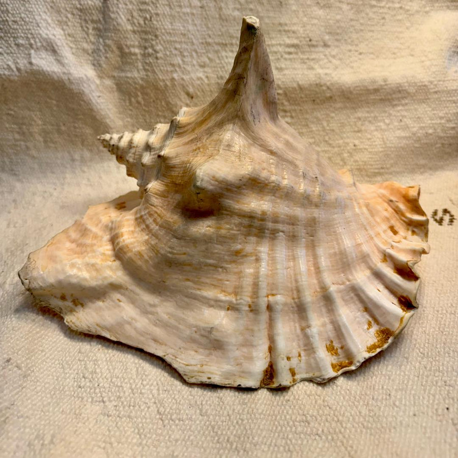 Vintage Conch Seashell 2