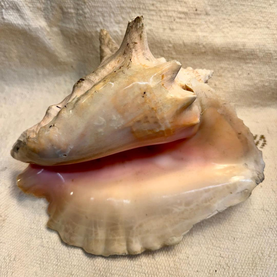 Vintage Conch Seashell 2