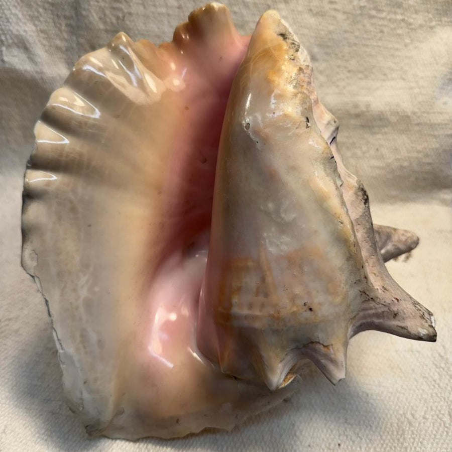 Vintage Conch Seashell 2