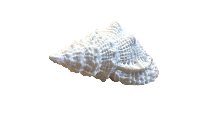 Large White Resin Sea Shell