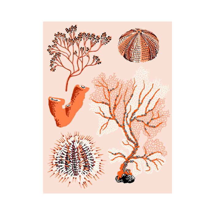 Coral Seaweed Print - Sarah Gordon