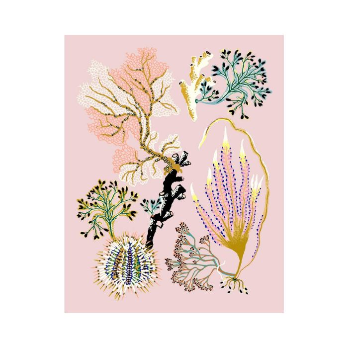 Sea Garden Urchin Print - Sarah Gordon
